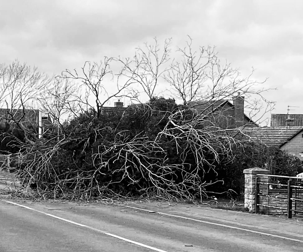 Fallen tree